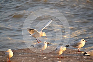 Silver gulls with red beaks and legs gathering