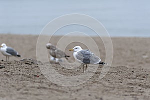 Silver-gulls and seagull on the beach in Sopot