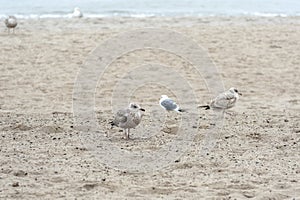 Silver-gulls and seagull on the beach in Sopot