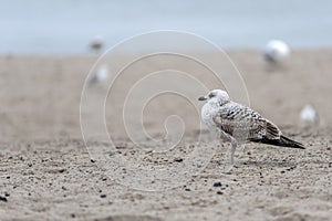 Silver-gulls and seagull on the beach in Sopot