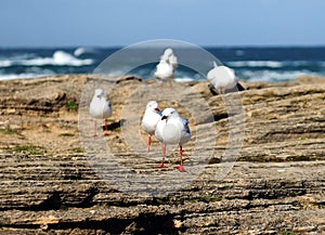 Silver Gulls Sitting On The Rocks in Warrnambool Victoria Australia