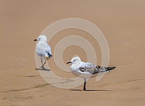 Silver Gulls Standing on Sand Beach of Stockton Beach, New South Wales, Australia