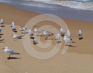 Silver gulls at the waterfront of the ocean