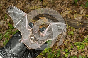 Silver-haired Bat - Lasionycteris noctivagans