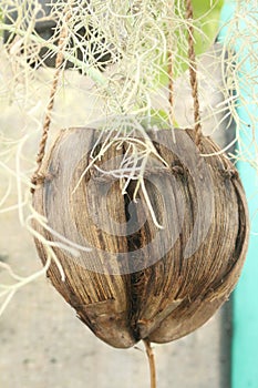 Silver herb hanging over a decorative flower plant pot made from coconut.