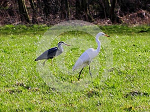 Silver heron in pursuit of food