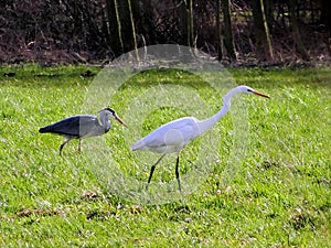 Silver heron in pursuit of food