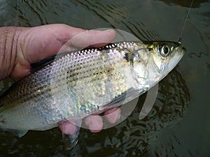 Silver Hickory Shad