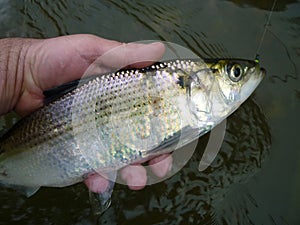 Silver Hickory Shad photo