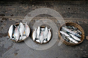 Silver hilsa fish are arranged in baskets. Hilsa is the national fish of Bangladesh