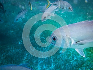 Silver horse eye jack fish with yellow tail Caranx latus in caribbean sea near Caye Caulker - Belize