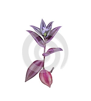 Silver inch leaf plant tradescantia zebrinahort with purple flower blooming and stem branch isolated on white background ,