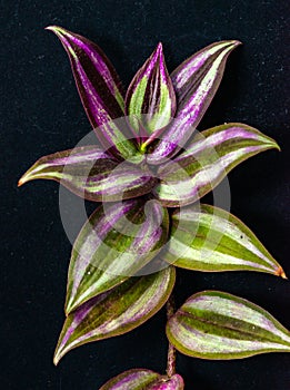 Silver inch plant Tradescantia zebrina - sprig of plant with striped leaves