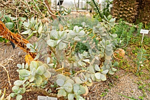 Silver jade plant or Crassula Arborescens plant in Zurich in Switzerland