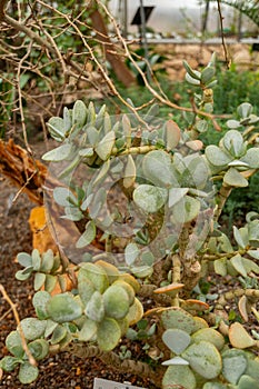 Silver jade plant or Crassula Arborescens plant in Zurich in Switzerland