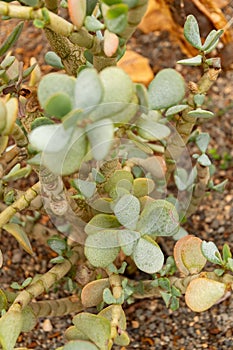 Silver jade plant or Crassula Arborescens plant in Zurich in Switzerland
