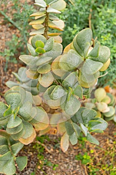 Silver jade plant or Crassula Arborescens plant in Zurich in Switzerland