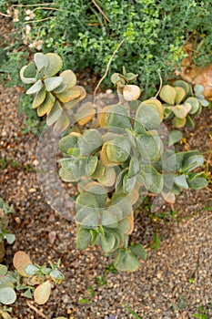 Silver jade plant or Crassula Arborescens plant in Zurich in Switzerland