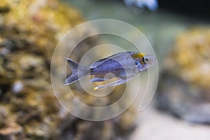 Silver juvenile cichlid fish, a exotic aquarium pet