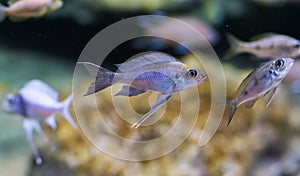 Silver juvenile cichlid fish, a tropical aquarium pet