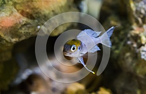Silver juvenile fish with color on his head, probably red cap cichlid