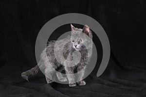 Silver kitten stands on a black background