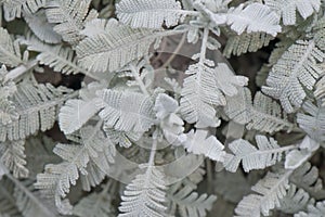 Silver-lace tansy Tanacetum haradjanii, silvery, feathery leaves