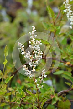 Silver lace vine