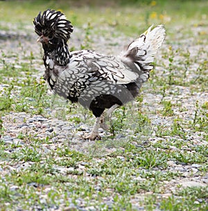 Silver Laced Polish Chicken Walking in Rocky Field
