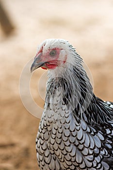 Silver Laced Wyandotte