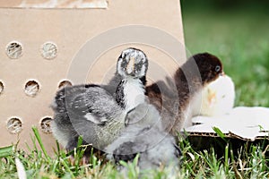 Silver Laced Wyandotte Chick and Cochins