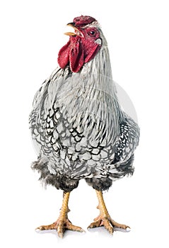 Silver-laced Wyandotte chicken