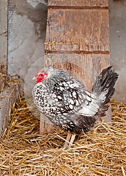 Silver Laced Wyandotte Chicken in Coop