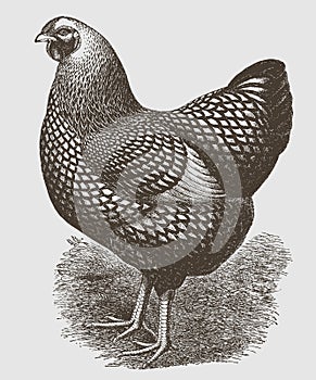 Silver laced Wyandotte hen in profile view