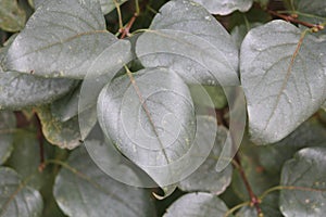 Silver leaf Chondrostereum purpureum. Symptoms of fungal disease on lilac leaves