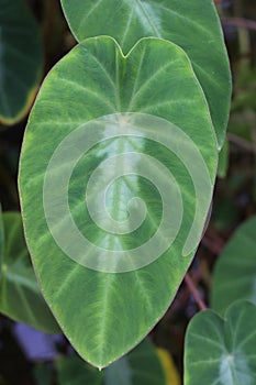 Silver Leaf Dwarf Elephant Ear plant - Colocasia Fallax