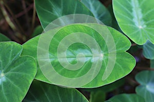 Silver Leaf Dwarf Elephant Ear plant - Colocasia Fallax