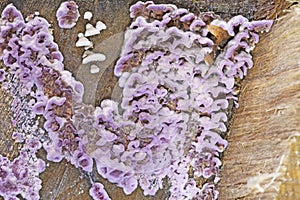 Silver leaf is a fungal disease of trees caused by the fungal plant pathogen Chondrostereum purpureum.