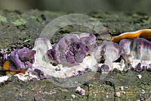 Silver leaf is a fungal disease of trees caused by the fungus plant pathogen Chondrostereum purpureum