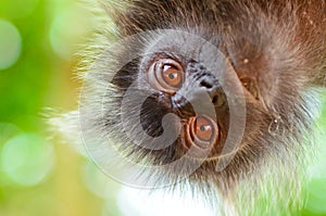 Silver Leaf Monkey