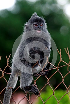 Silver leaf monkeys climbing on steel fence