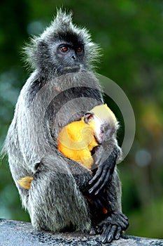 Silver leaf monkeys with orange colour baby