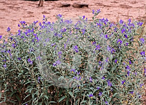 Silver Leaf Nightshade