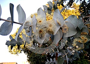 Silver-leaf stringybark, Silver dollar tree, Eucalyptus cinerea,