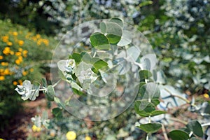 Silver-leaved mountain gum, a plant of straggly tree or mallee that is endemic to southern New South Wales, Australia