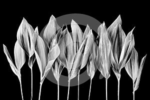 Silver leaves dark black background isolated closeup, gray metal leaf border, floral petals design element, flower branch, foliage