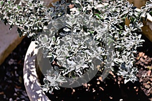 The silver leaves of Leucophyllum frutescens
