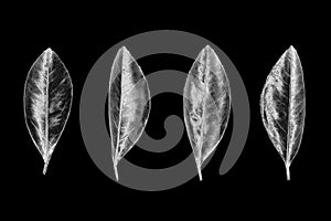 Silver leaves set on black background isolated closeup, shiny gray leaf collection, grey metal floral design element, foliage