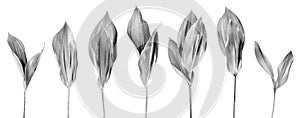Silver leaves set light white background isolated closeup, gray metal leaf collection, floral design element foliage flower branch