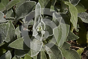 Silver leaves of Stachys byzantina